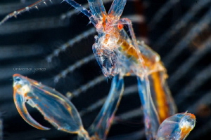 Caprella sp. - Skeleton Shrimp
Close up and uncropped by Wayne Jones 